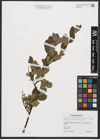 Foto von Salix myrsinifolia Salisb. x Salix phylicifolia L.